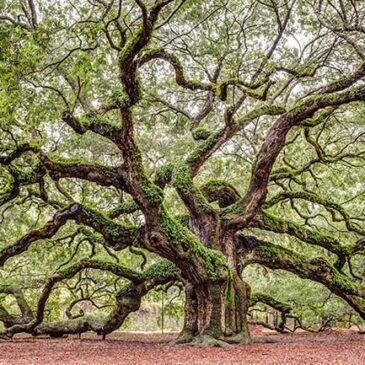 Acres of Shade