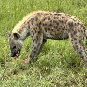 The Hyaenas