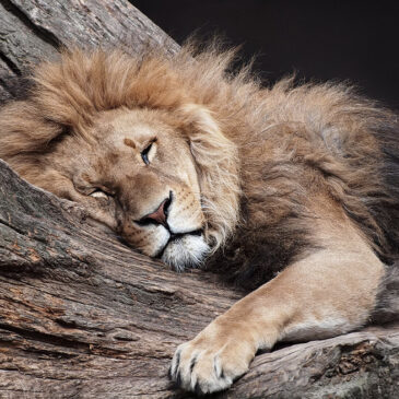 A Sleeping Lion