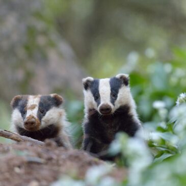 Two Badgers