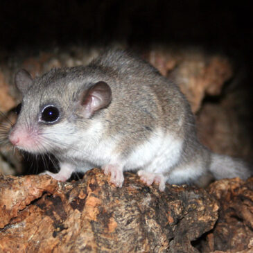 An Edible Dormouse