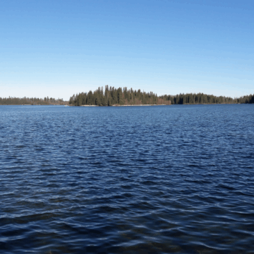 Smarter Than the Average Bear